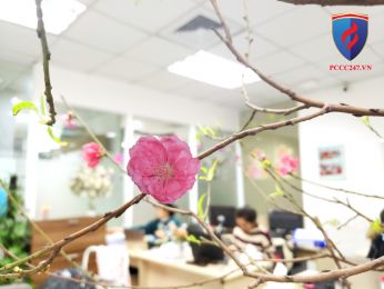 Pccc247.vn: Cán bộ công nhân viên trang trí đón tết Nhâm Dần 2022